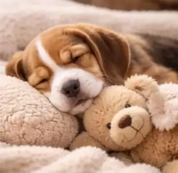Beagle puppy photo 2 for sale in Bangalore
