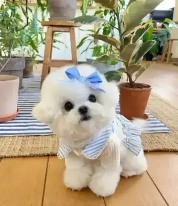 Breed Preview