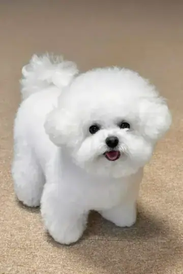 Bichon Frise puppy photo 2 for sale in Bangalore