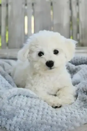 Bichon Frise puppy photo 4 for sale in Bangalore