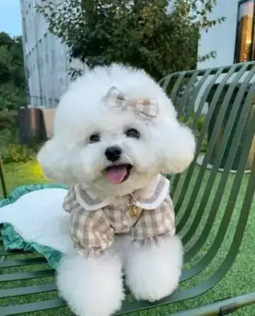 Bichon Frise puppy photo 5 for sale in Bangalore