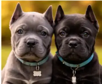 Cane Corso thumb 3