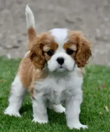Cavalier King Charles Spaniel puppy photo 5 for sale in Bangalore