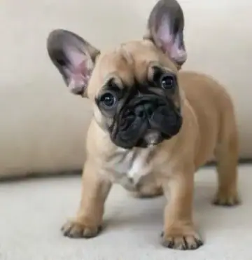 Breed Preview