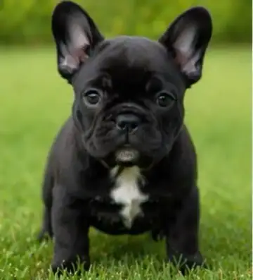 French Bulldog puppy photo 3 for sale in Bangalore