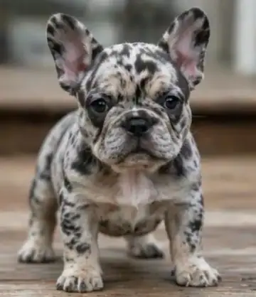 French Bulldog puppy photo 5 for sale in Bangalore
