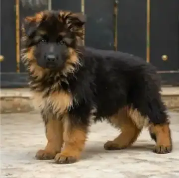 German Shepherd puppy photo 2 for sale in Bangalore