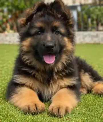 German Shepherd puppy photo 3 for sale in Bangalore
