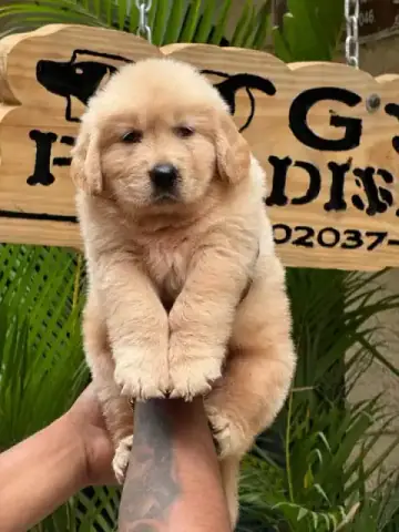 Breed Preview
