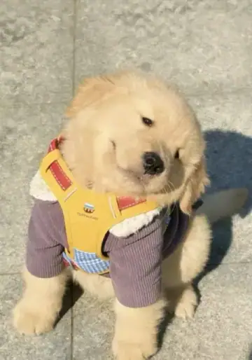 Golden Retriever puppy photo 2 for sale in Bangalore