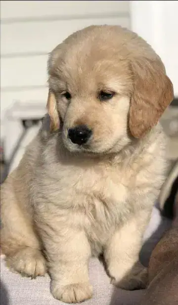 Golden Retriever puppy photo 4 for sale in Bangalore