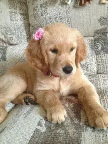 Golden Retriever puppy photo 5 for sale in Bangalore