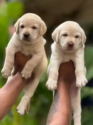 Breed Preview