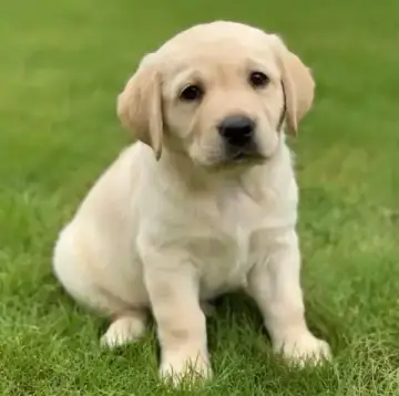 Labrador Retriever puppy photo 2 for sale in Bangalore