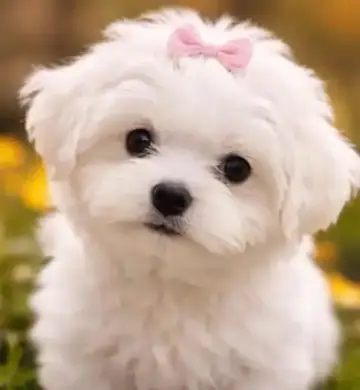 Maltese puppy photo 2 for sale in Bangalore