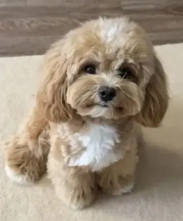 Breed Preview