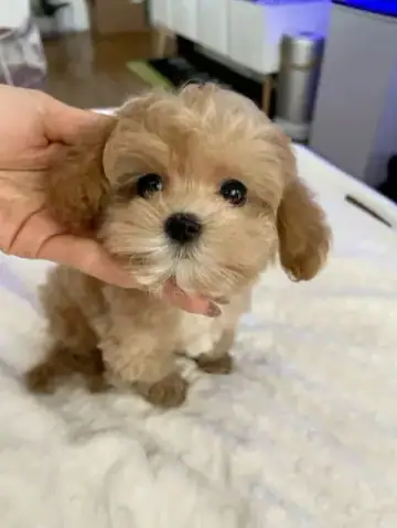 Maltipoo puppy photo 5 for sale in Bangalore