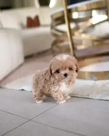 Maltipoo puppy photo 6 for sale in Bangalore