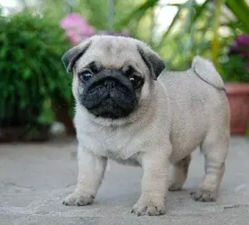Pug puppy photo 4 for sale in Bangalore