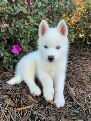Siberian Husky puppy photo 4 for sale in Bangalore