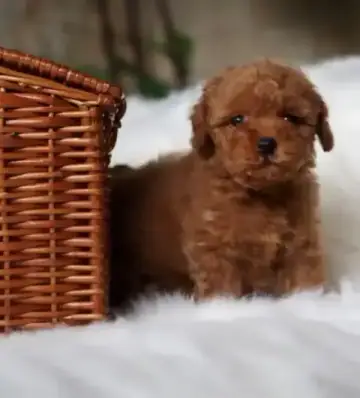 Toy Poodle puppy photo 3 for sale in Bangalore