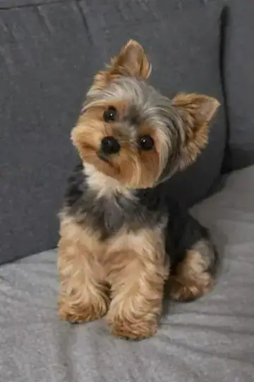 Breed Preview