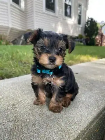 Yorkshire Terrier puppy photo 2 for sale in Bangalore