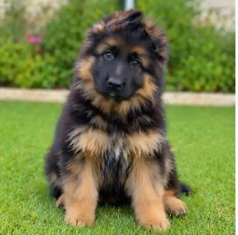 German Shepherd
