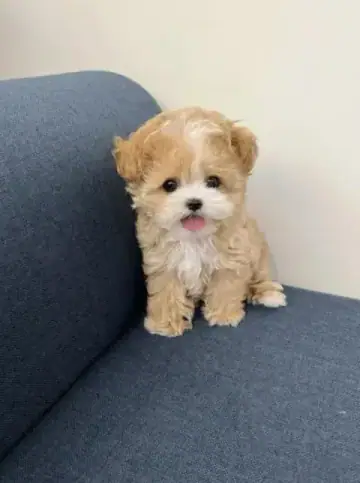 Maltipoo