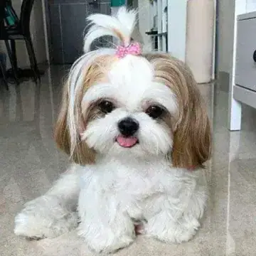 Shih Tzu
