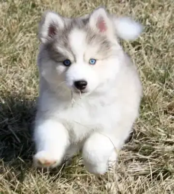 Siberian Husky